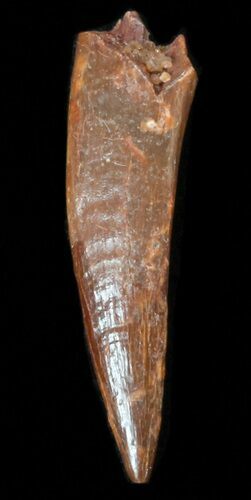 Sharp Pterosaur Tooth - Kem Kem Beds, Morocco #38319
